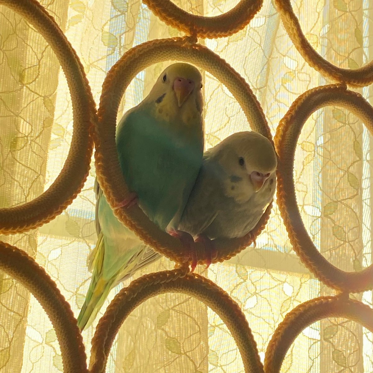 rurisuke21's tweet photo. 仲良し❤️
逆光です✨
#セキセイインコ
#雛
#仲良し
#キツキツ https://t.co/Kb2SA8A3Ga