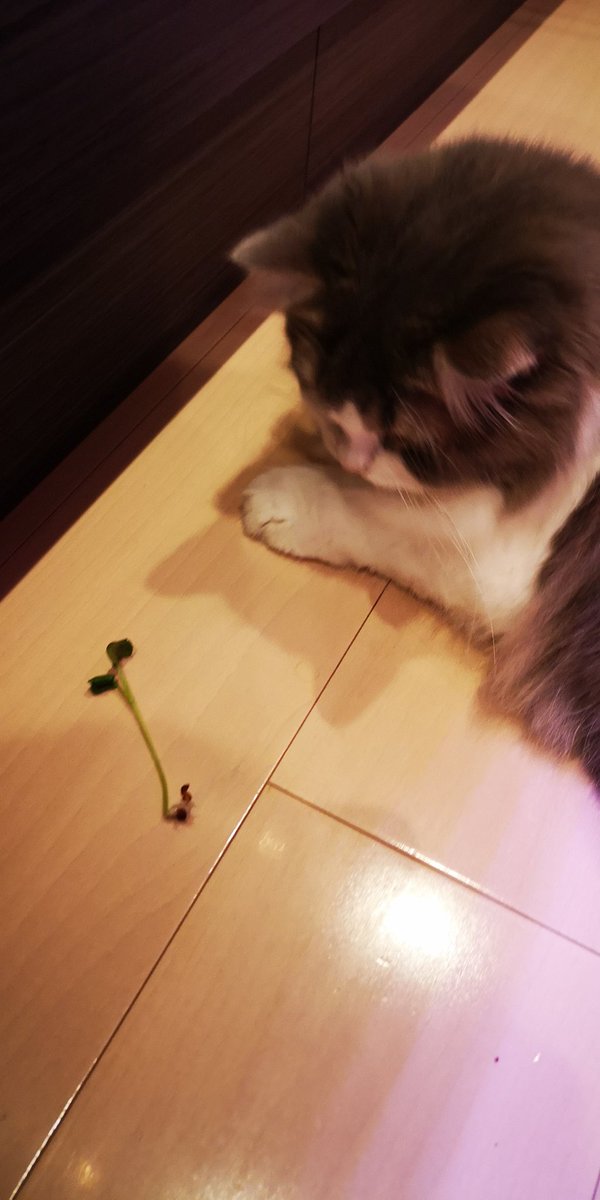 torimi84's tweet photo. 取り急ぎ、柵を設置しました‼️まさか猫が、かいわれをたべるとは…予想外でした(>ω<。)
#かいわれ#猫#家庭菜園#事件 https://t.co/pID9t7DhsO