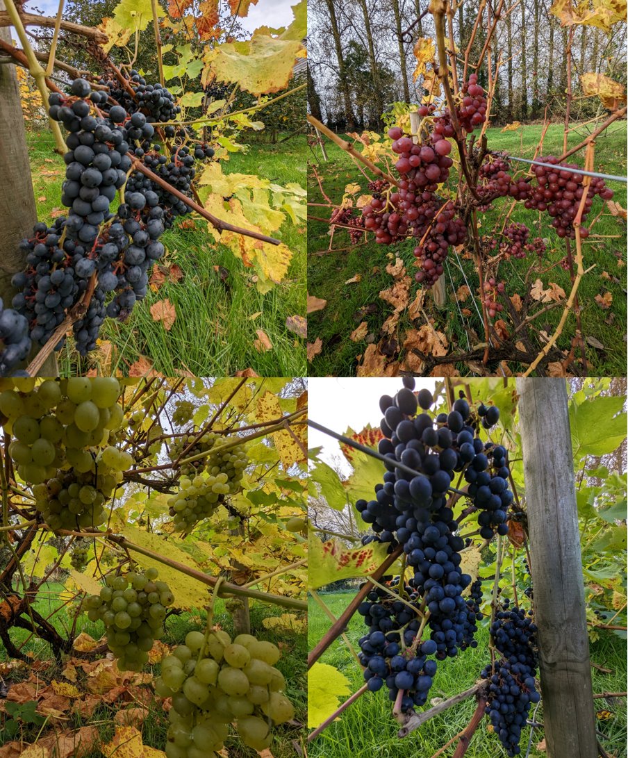 I haven't tweeted for a long time, for obvious reasons ...but here's a bit of fruitful splendour from Coldwell's 'proto vineyard' - the soil is probably better for cattle than grapes ...but hey ho