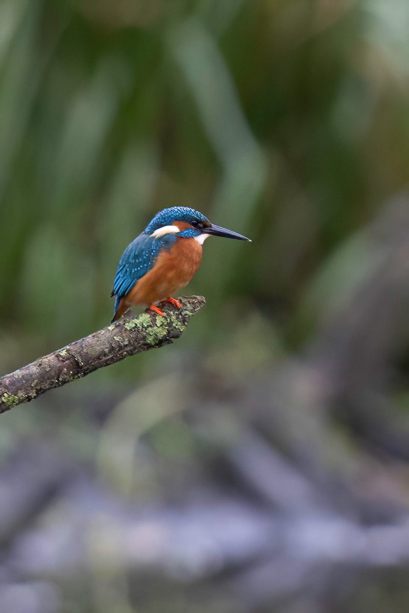 A kingfisher brightened up a dull start to this morning.