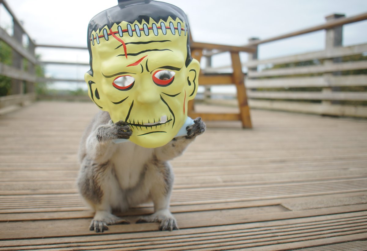 WelshMountainZo's tweet photo. Halloween is TOMORROW!π»
Are you visiting us to celebrate this spooky season? You can pre-book your tickets online here π
https://t.co/BwYVAGSuWm
β¨ Don't forget to tag us in your photos using #wmzfrightweek β¨
#Halloween #SpookySeason #FrightWeek #SupportingConservation #WMZ https://t.co/EkGb59G5x9