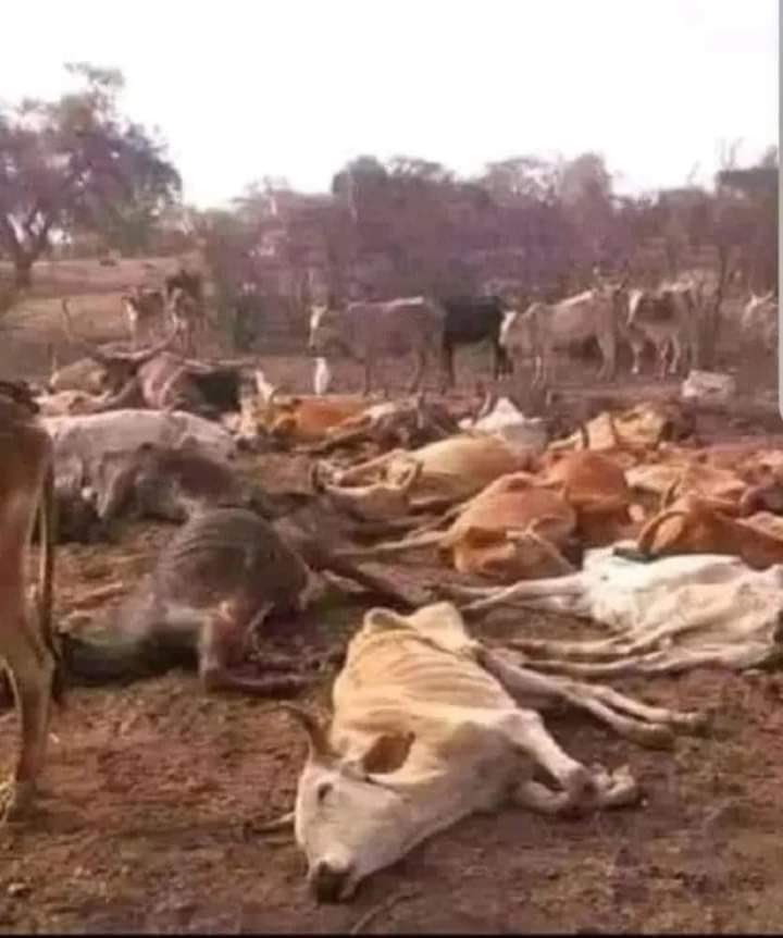 Large scale ownership of cattle isn’t sustainable anymore.Pastoralists need to be told the truth;the days of holding large herds for cultural reasons are gone.There is need for a new livestock value chain conversion in the country.Not humanitarian campaigns and mercy initiatives