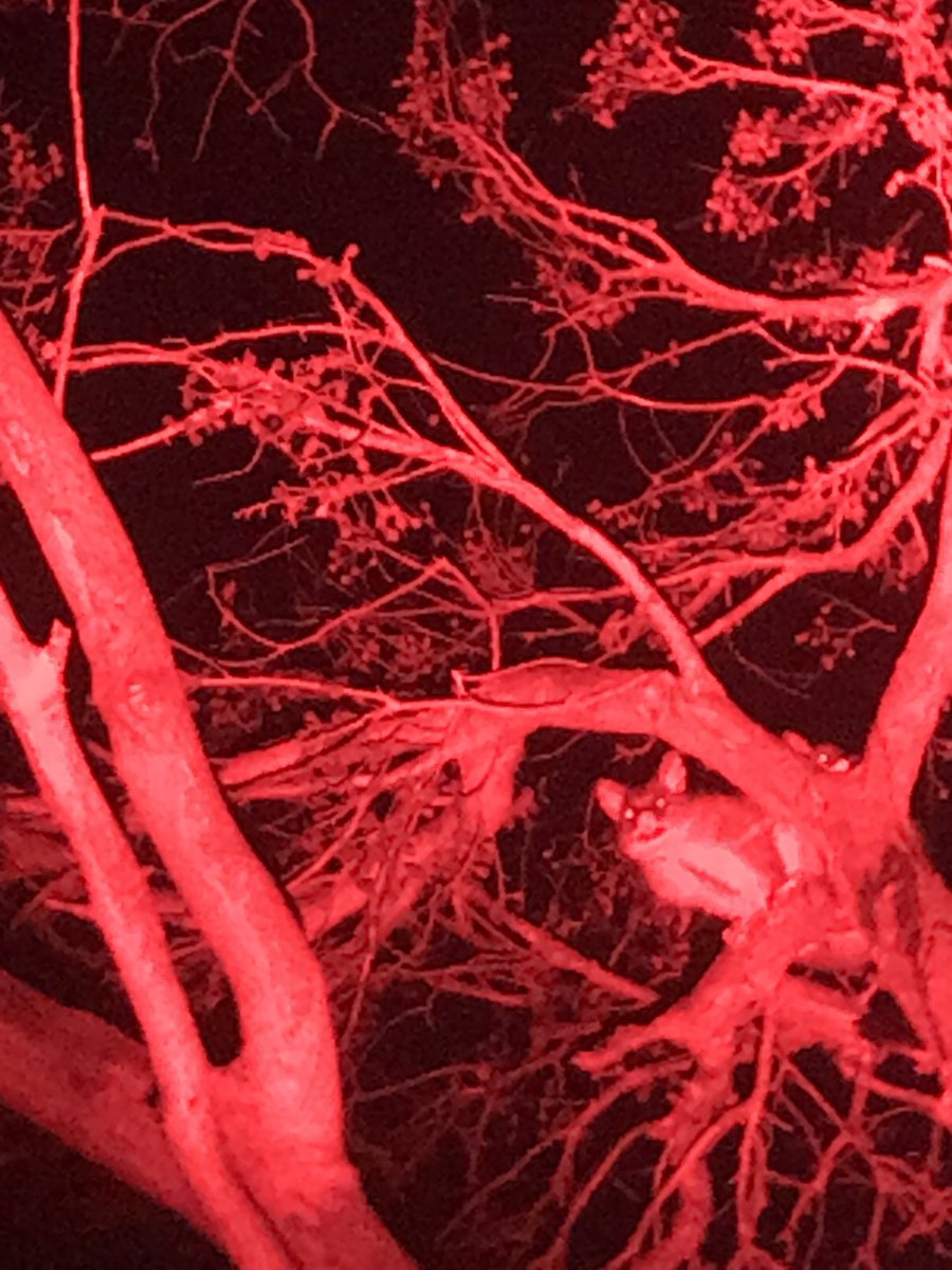 FocTrish's tweet photo. Mother brushtail possum with joey just peeking over branch.
Wee walk in the dark for ##GreatSouthernBioblitz #GSBB
#eastgippsland #Gunaikurnai country https://t.co/bh53xXTyKx