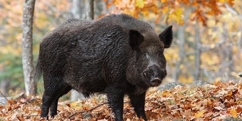 Cerita Misteri Saat Praktek
Bismillaah
Suatu ketika sekitar 10 tahun yang lalu. Sy kedatangan seoran...