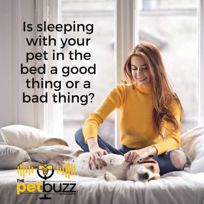 Is sleeping with your pet in the bed a good thing or a bad thing?
Dr. Fleck talks to us about how you can be affected by having your pet in your bed, as it relates to hygiene, quality of sleep and staying safe from diseases.
ThePetBuzz.com.
#ThePetBuzz #pettalk #petnews