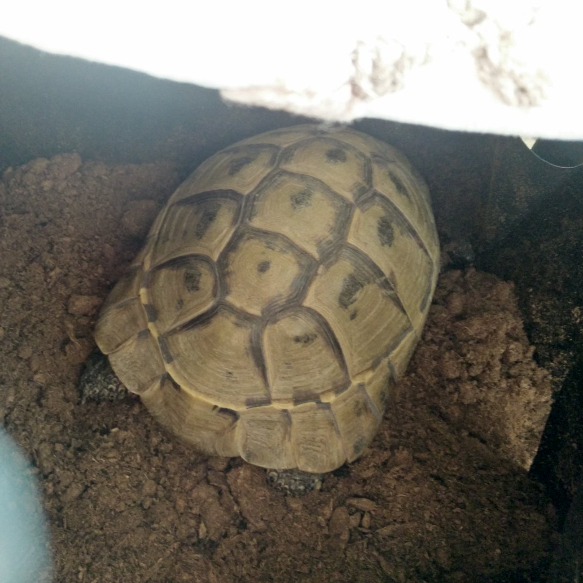 GodKyleRoss's tweet photo. Come on! I just created this hide as a nesting area🐢🐣 not for you to sleep in it!🙄😭
#QueenDomy👸🏼💘 https://t.co/idCMX31XRV