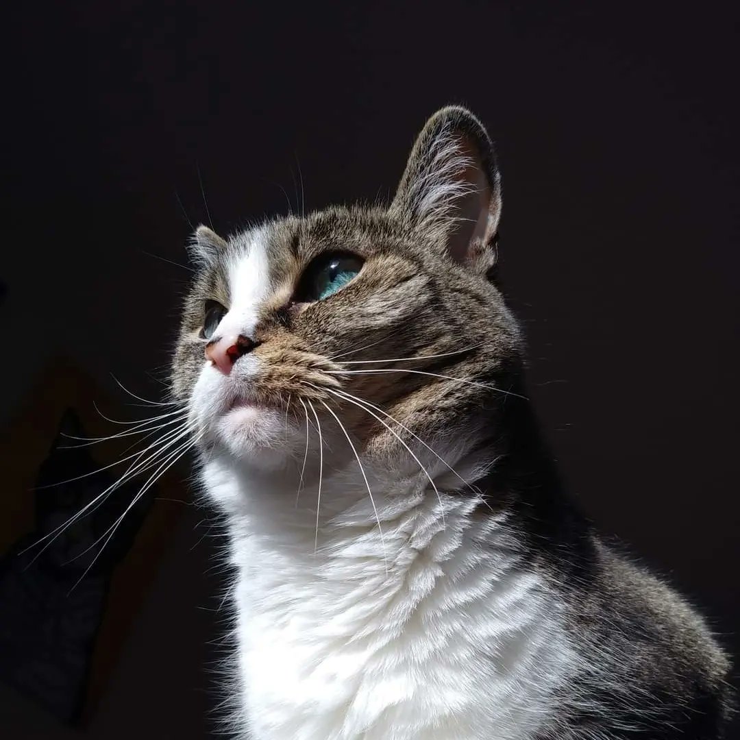 This Sunday seem especially lonely without little Kinsey around. Miss you.