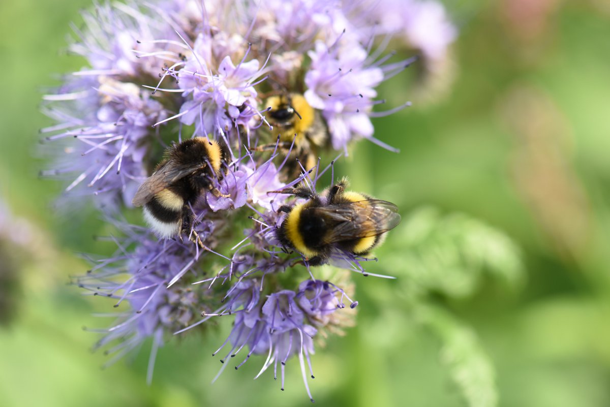 the_beeguy's tweet image. Okay #theBeeAt3 prize question will be up here at 3.30pm. 
This week’s small prize will be a free annual HumbleBee ‘Friend of the Bees’ subscription which you can gift to a friend if you’re not interested yourself. You can check out what it is on our website if you want!
Thanks.