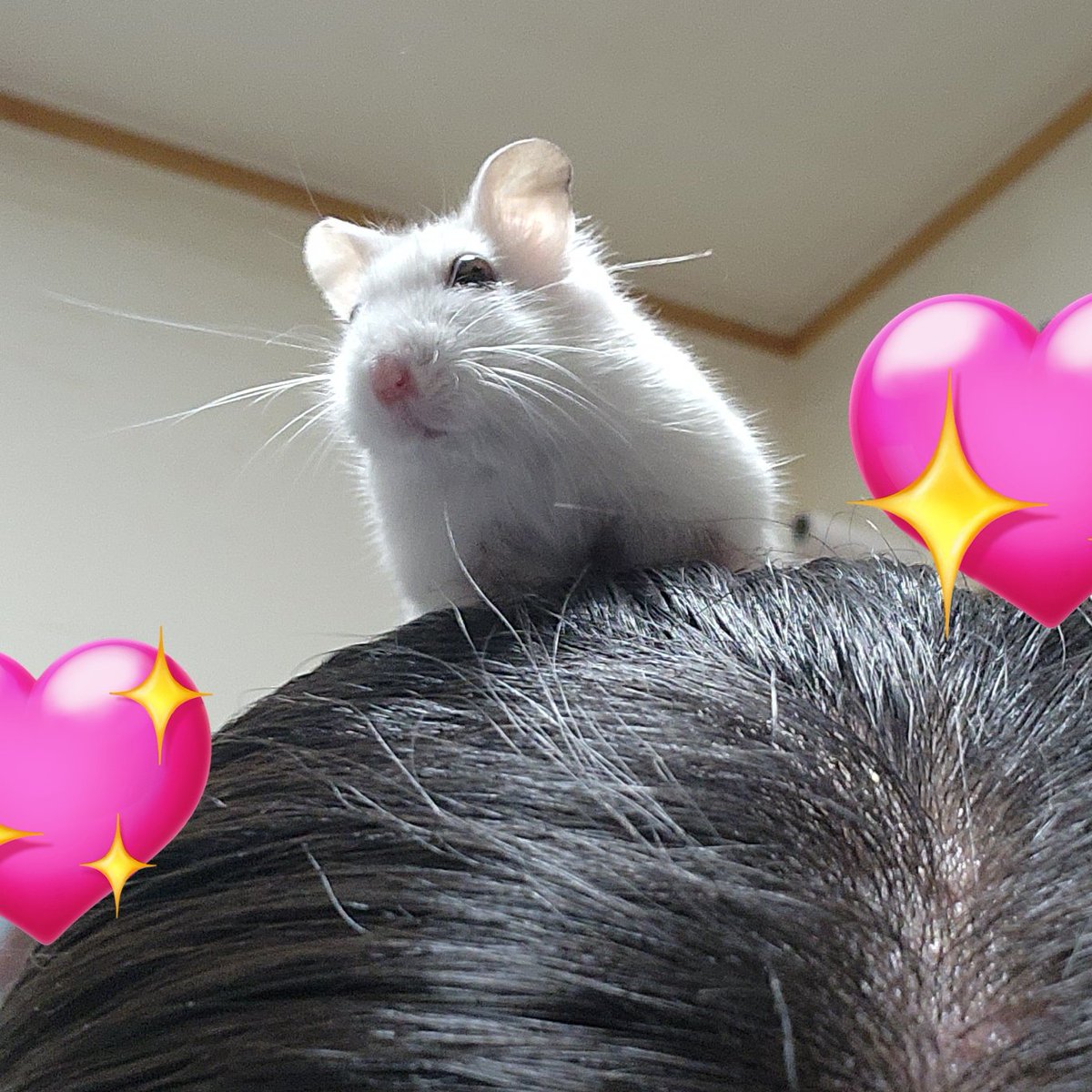 이젠 제 머리 꼭대기에서 노는 나나의 탄생 200일 입니다..~^^♡

안전하게 촬영 하였슴니닷.