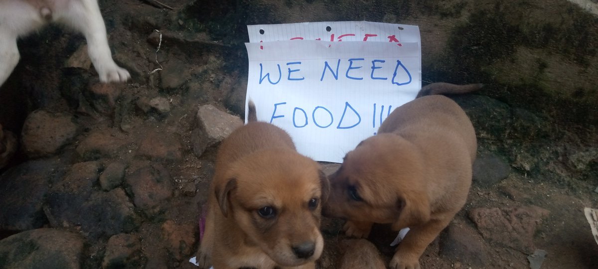 katsdog's tweet photo. ‼️‼️hello everyone, please I wanted to share this information with you, a lot of Dogs die everyday, because of hunger, car accidents, mistreating them😭😥, please help me provide enough food and medication to the suffering dogs , #dogs #food #donate #carefordogs please donate 🙏 https://t.co/dTglMevX20