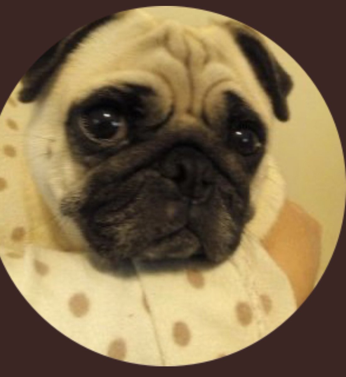 racist pets (@racistpets) on Twitter photo 