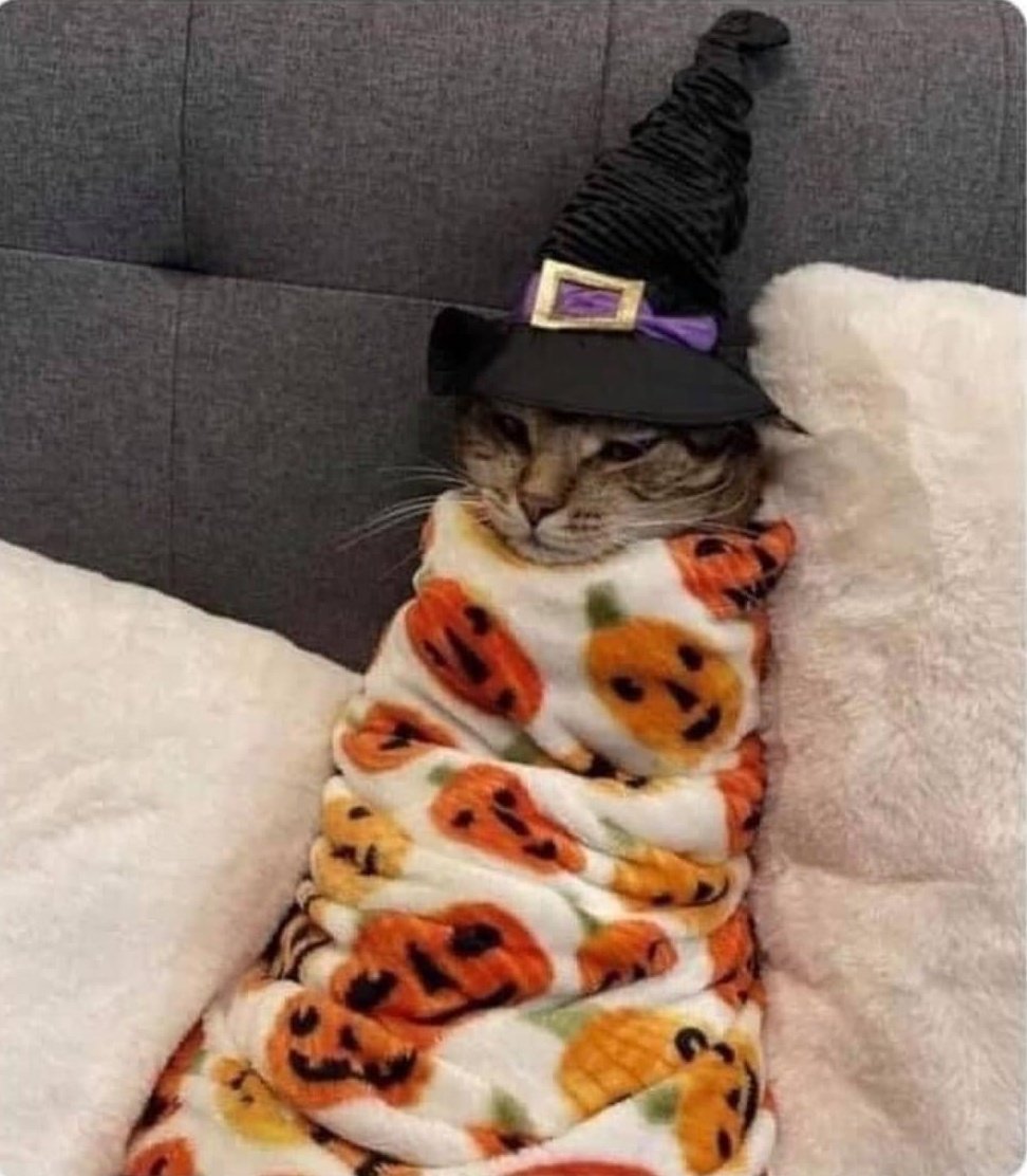 Dont Show Your Cat tweet media