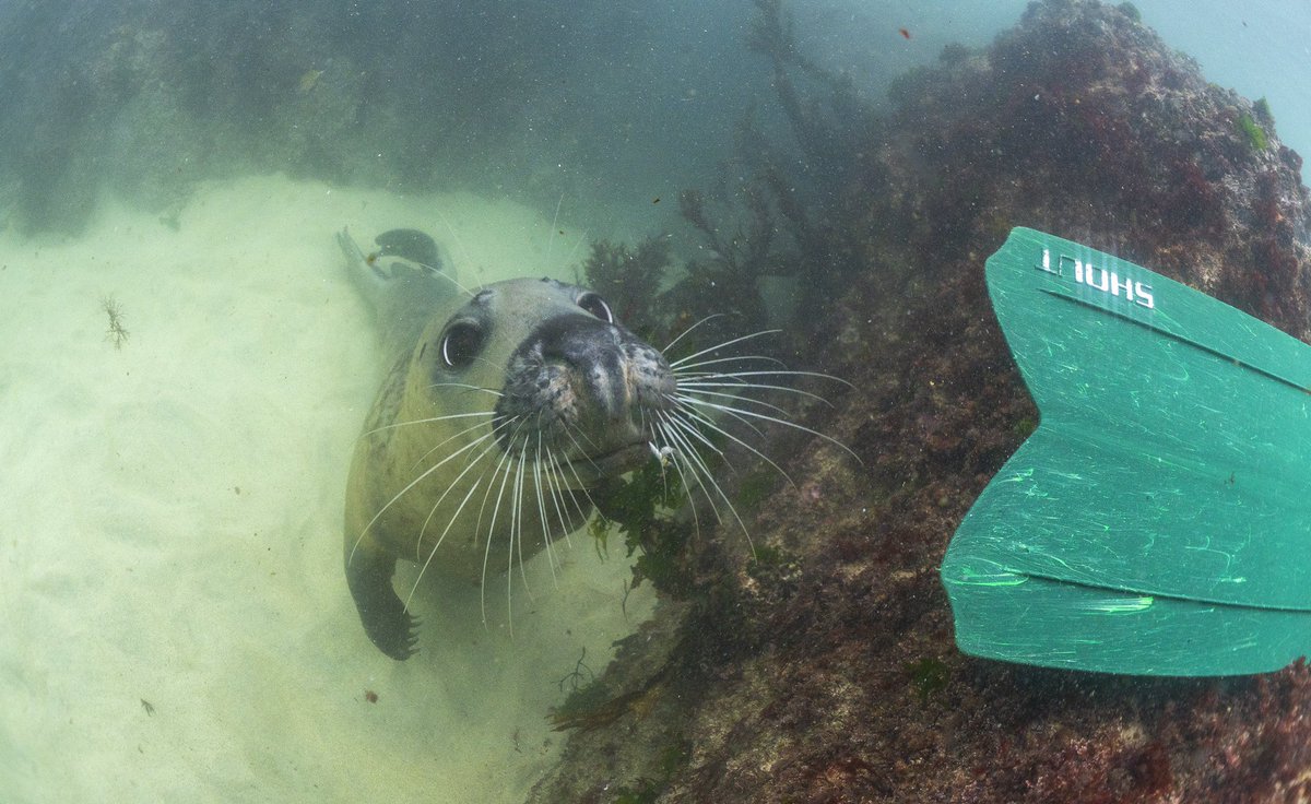 An exceptional encounter with wild grey seals in Cornwall last week! Fantastic to have such a close encounter with these beautiful and iconic #mammals, and most importantly on their terms!

#BBCWildlifePOTD #wildlifephotography #marinemammals #marinebiology #marinebiodiversity