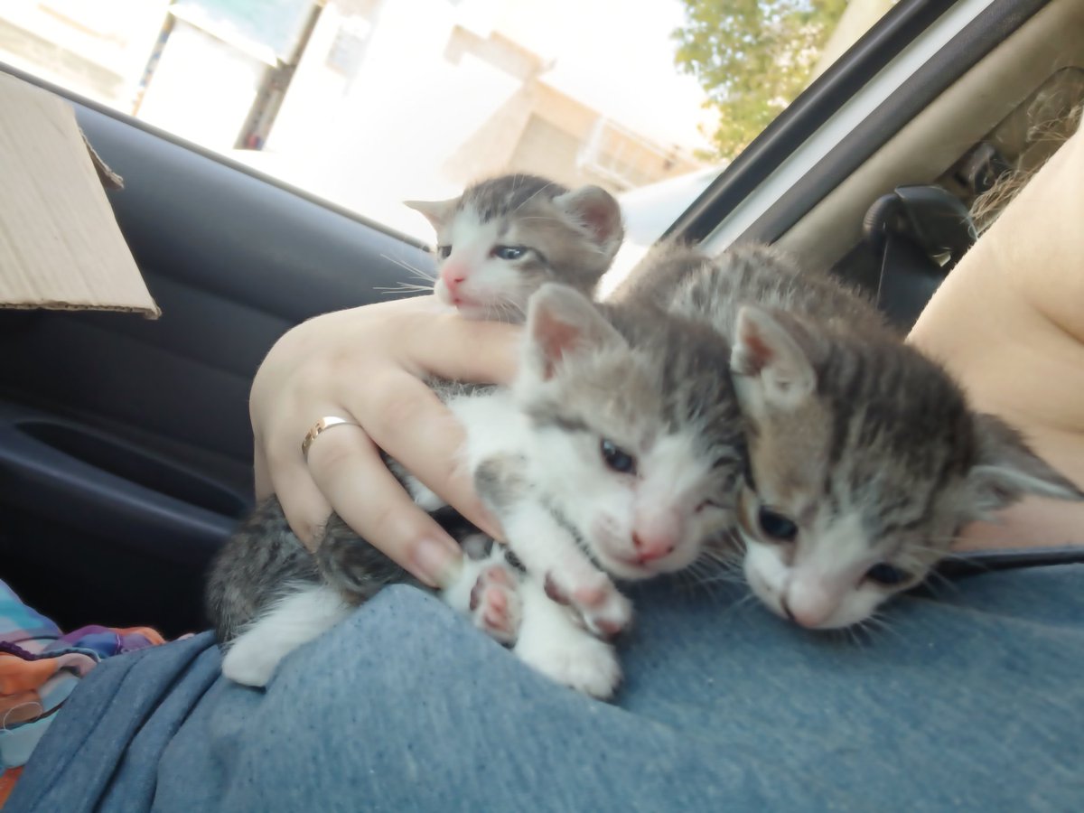 Tres bebés de 25 días.
Frutilla, melón y mora. Abandonados en una caja, en una esquina sin pensar en todos los riesgos que corrían.
Hoy están con nosotras bajo nuestro cuidado.
Para colaborar con sus gastos 
..........................
Alias: castraciones.felices
Camila 3516507876