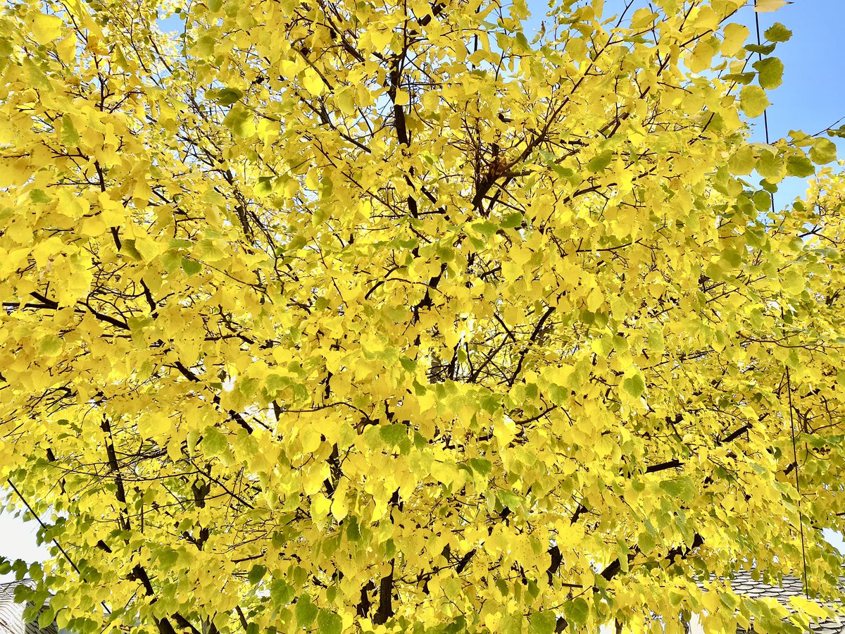 #fall is my favorite time of the year.