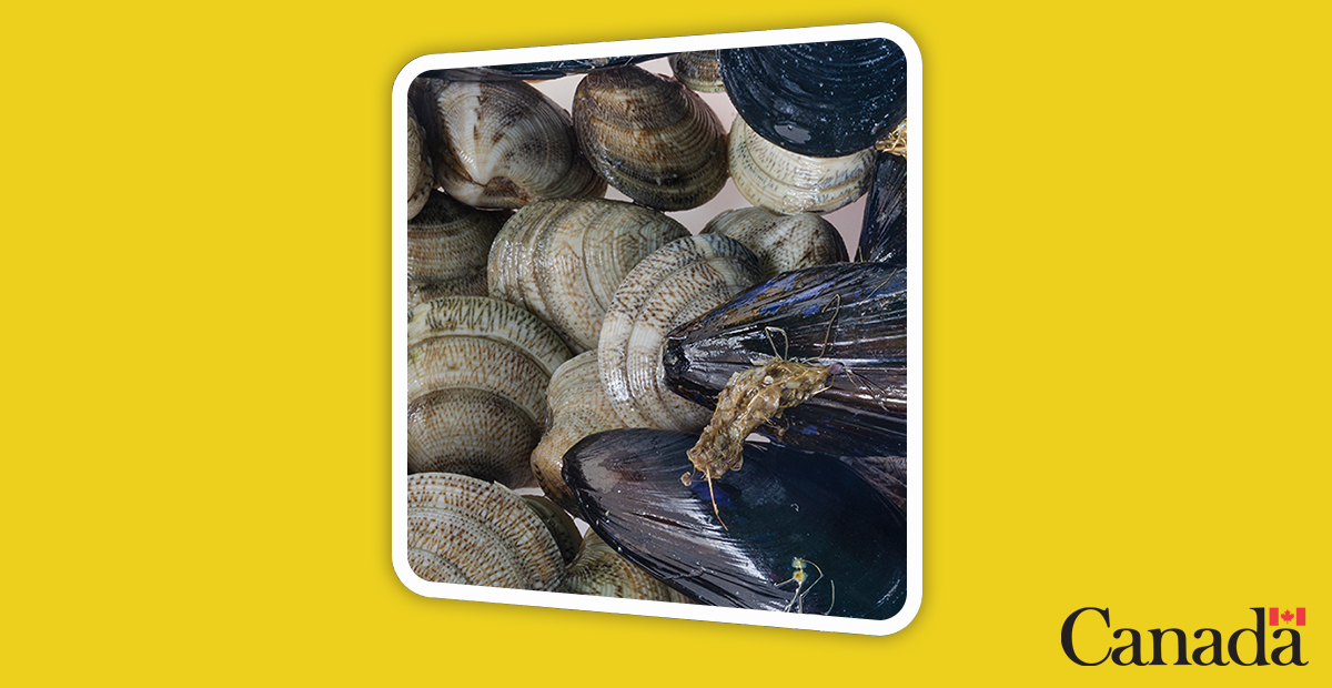 InspectionCan's tweet photo. #SeafoodMonth is coming to an end! π π¦ π¦
#DYK that in 2011, our #Dartmouth lab worked with @NRC_CNRC on a new testing method for shellfish toxins?
Learn more: https://t.co/GuBwvUySRK
#25for25 #CFIA25 https://t.co/OGIOoTeeVA