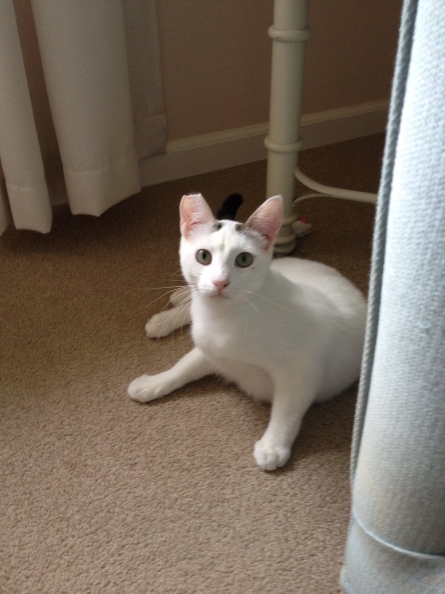 cultlph's tweet photo. The white cat “Kitty” was my Mom’s. Thank you for filling in the missing parts of the timeline. https://t.co/RJkyaUDpeK