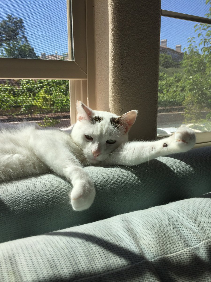 cultlph's tweet photo. The white cat “Kitty” was my Mom’s. Thank you for filling in the missing parts of the timeline. https://t.co/RJkyaUDpeK