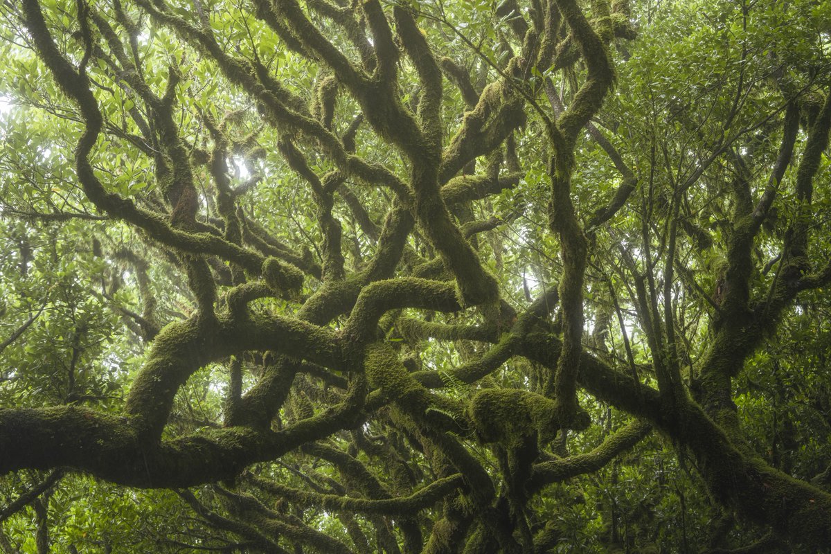 albertdrosphoto's tweet photo. GM from the Final forest in Madeira. Shot a few weeks ago on assignment for the new Sony A7RV camera. https://t.co/7TUTkL9rIO