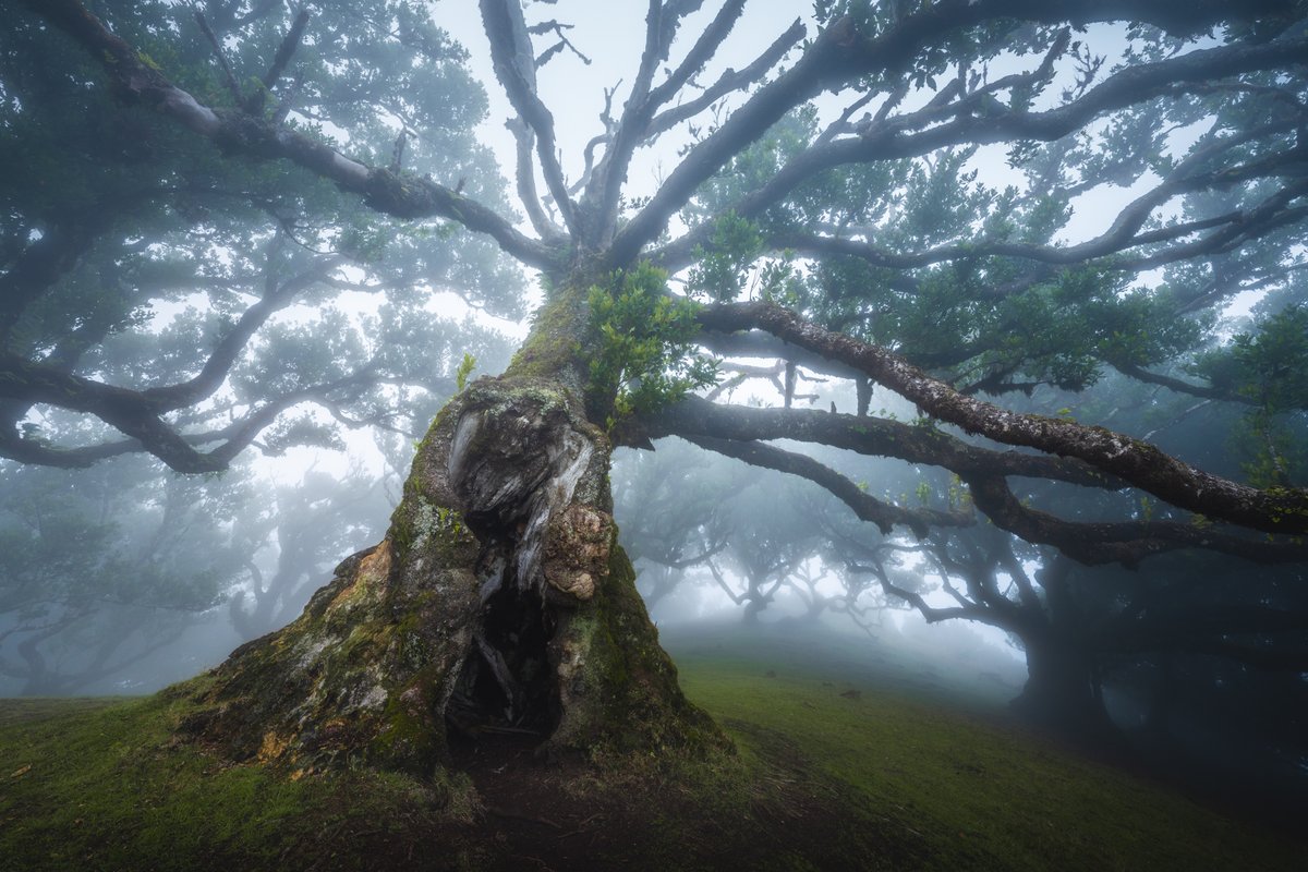 albertdrosphoto's tweet photo. GM from the Final forest in Madeira. Shot a few weeks ago on assignment for the new Sony A7RV camera. https://t.co/7TUTkL9rIO