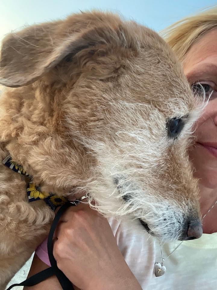 lyndajenkins71's tweet photo. #labradoodle #bestgirl #numbereddays #BROKEN #bestfriendssince09 #unconditionallove #Maddiegirl https://t.co/WpOSGPyyLj