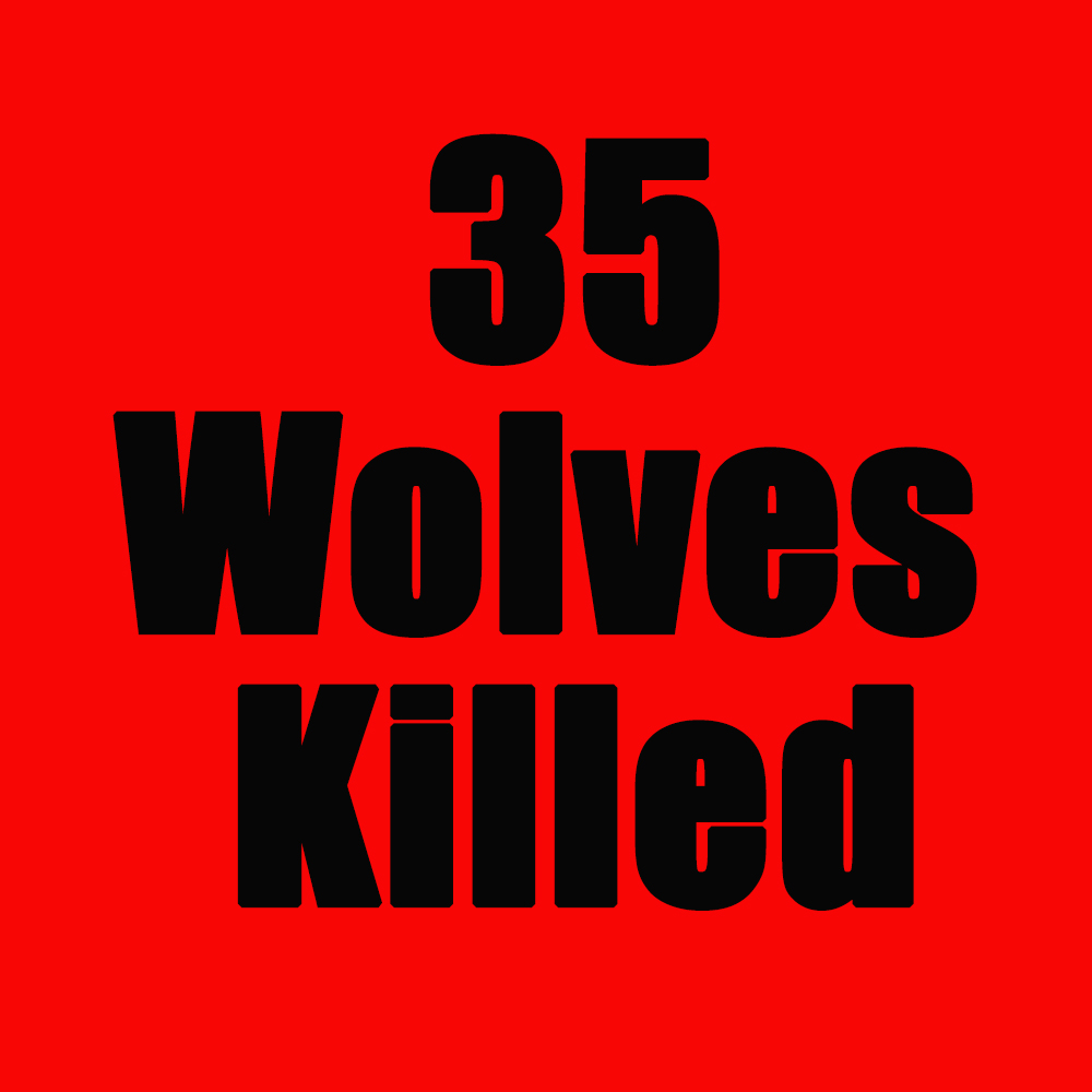 WolvesOfRockies's tweet photo. One more Montana wolf killed yesterday. As of October 30, 2022, Montana has killed 35 wolves. This doesn't include poaching and other human-caused mortality. #StopTheSlaughter #wolvesoftherockies https://t.co/WVI53oz1le