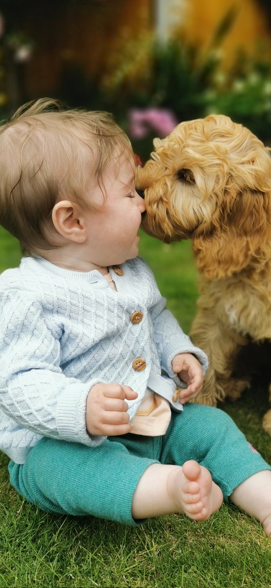 cruisesoprano's tweet photo. @NickyAACampbell My little girl and her best friend, Paddy :) https://t.co/dk6A3dnWUD