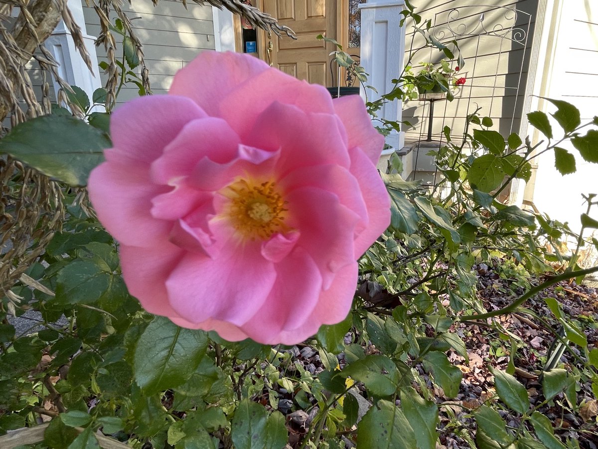 SsharonLund's tweet photo. Is this the last rose of summer? Sweet Bonica 😊 https://t.co/n9ii1R57vd