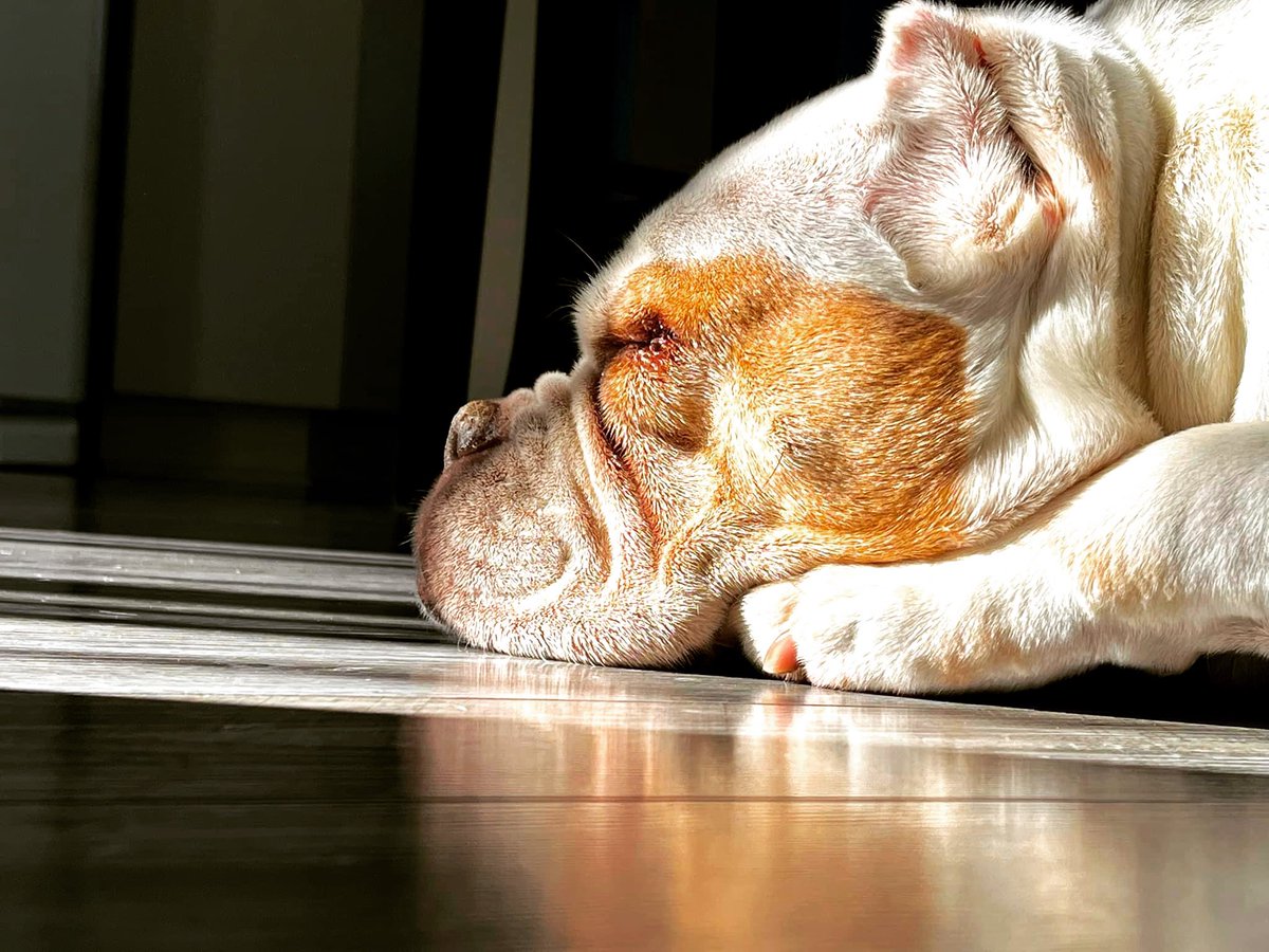 tocchet77's tweet image. #bully