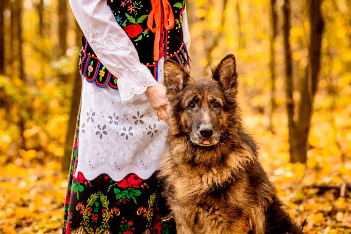 deireadhf0mhair's tweet photo. Armin jednak nie bedzie mial domu tymczasowego:))) jesli ktos chcialby zaopiekowac sie przepieknym, starszym juz owczarkiem niemieckim, ktory ma problemy ze stawami niech dzwoni pod numer 725589355. Najlepiej z okolic Olkusza, max. godzina jazdy. https://t.co/u4zeQN7V4X
