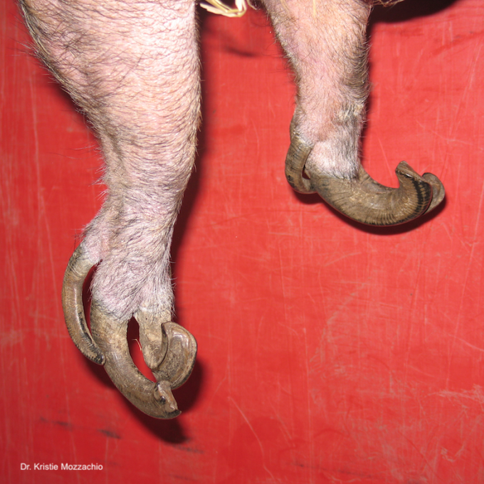 They are now fully grown & they are now in need of hoof trims. The only safe way to do that is to comfortably lift them. One by one. But guess what nothing like this exists. The industry does not care for their feet at all. Here are some industry painful examples of that.