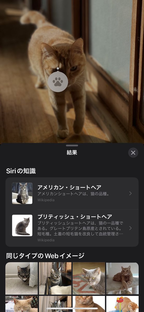 Matsumaz's tweet photo. 体調不良で寝てる間にiOSを14から16にバージョンアップして猫撮ってみた。
今猫の種類まで検索出来るんだねえ。
微妙に外してるがw
#猫 #猫の居る暮らし #Siri #iOS16_1 https://t.co/O8rwruct9C