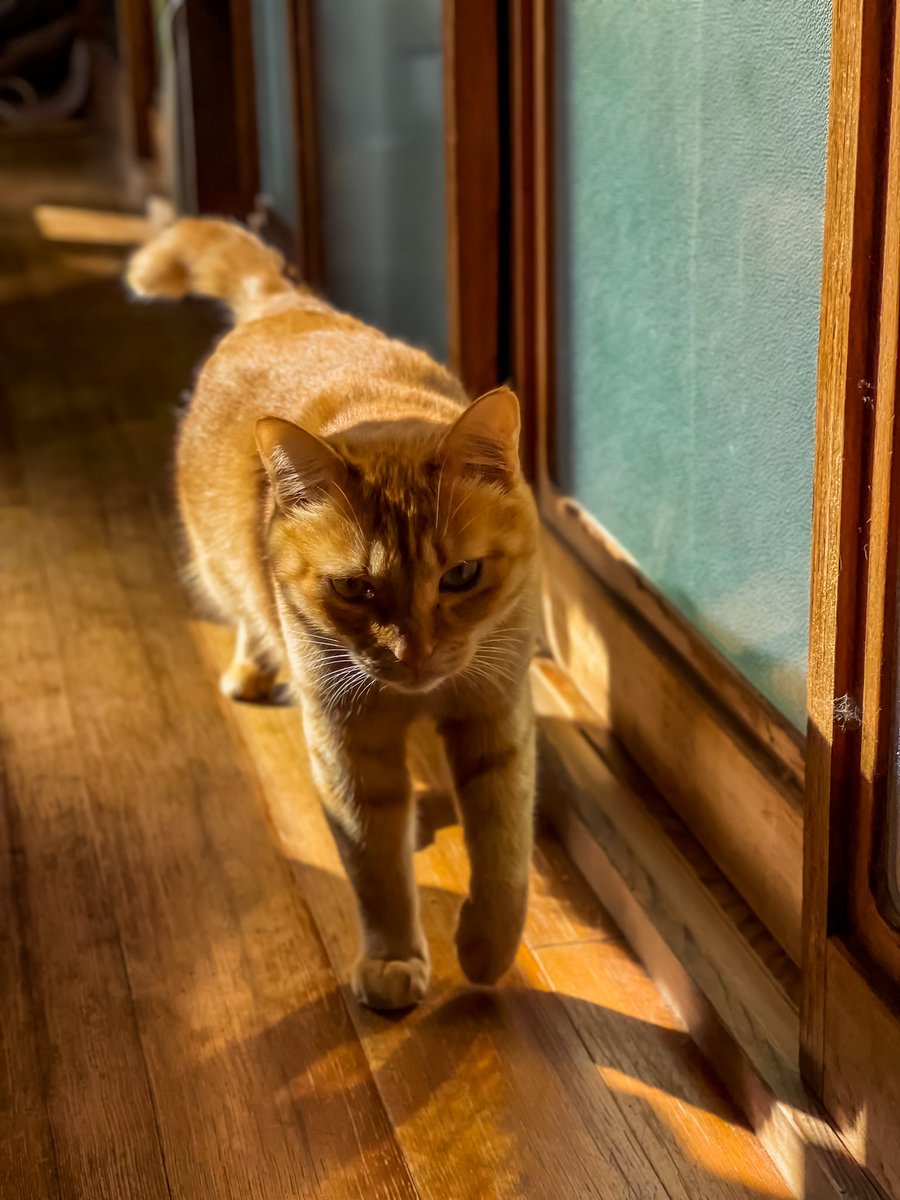 Matsumaz's tweet photo. 体調不良で寝てる間にiOSを14から16にバージョンアップして猫撮ってみた。
今猫の種類まで検索出来るんだねえ。
微妙に外してるがw
#猫 #猫の居る暮らし #Siri #iOS16_1 https://t.co/O8rwruct9C