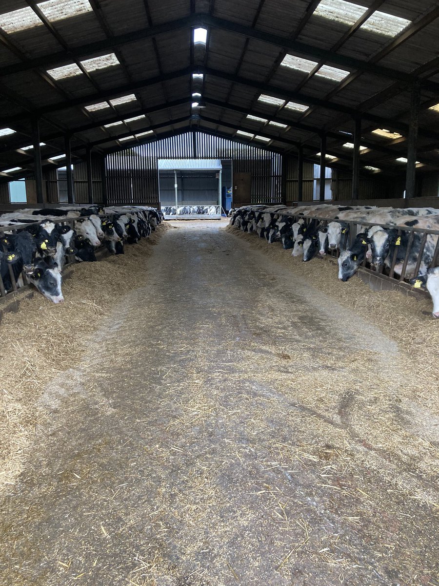 Breakfast time in the   calf-eteria