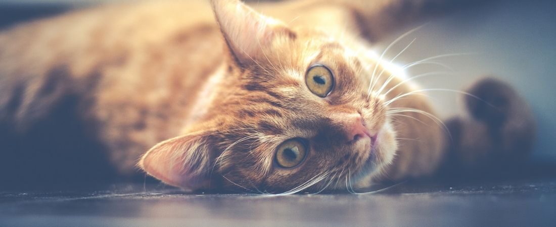 Vets_online's tweet photo. Im Verborgenen der Schaltzentrale, Teil 2 – Gehirntumoren bei der Katze.

Ein kostenloser Fachartikel von Prof. Dr. Daniela Simon Betz, Dipl. ECVIM-CA (Internal Medicine &amp; Oncology).

https://t.co/Icy96u7vIt

#vetsonline https://t.co/EHS7ds6YHC