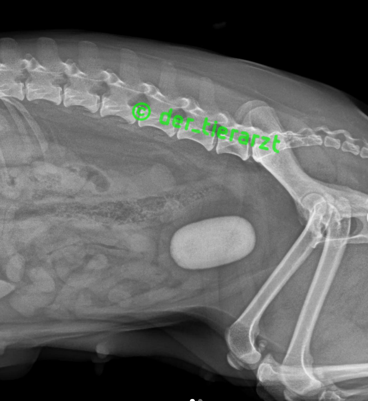 Vets_online's tweet photo. Kurz &amp; bündig aus der Praxis: Hund mit gewaltigem Blasenstein.

Mit freundlicher Unterstützung von Tierarzt Sebastian Goßmann-Jonigkeit.

Jetzt auf Vets online:

https://t.co/ecTkOmsPva

#vetsonline https://t.co/jbVOVdr43N