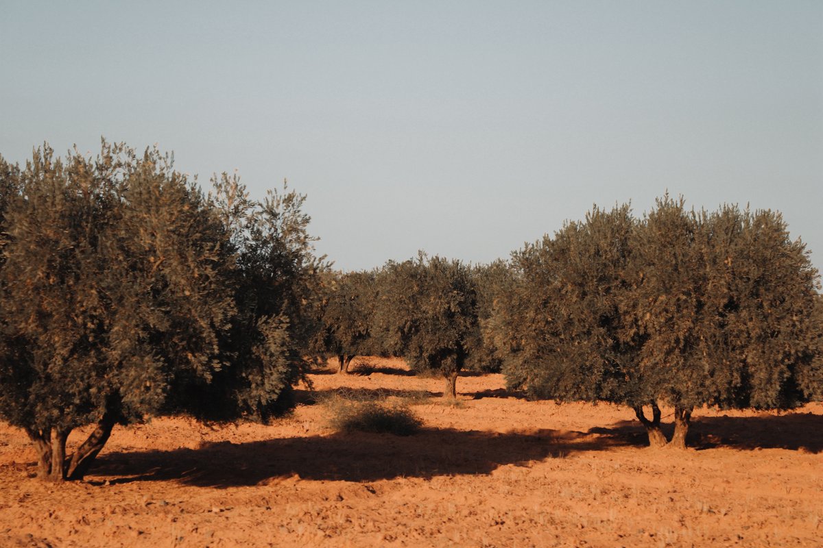 PACIFIQUE Humans Club ® tweet media