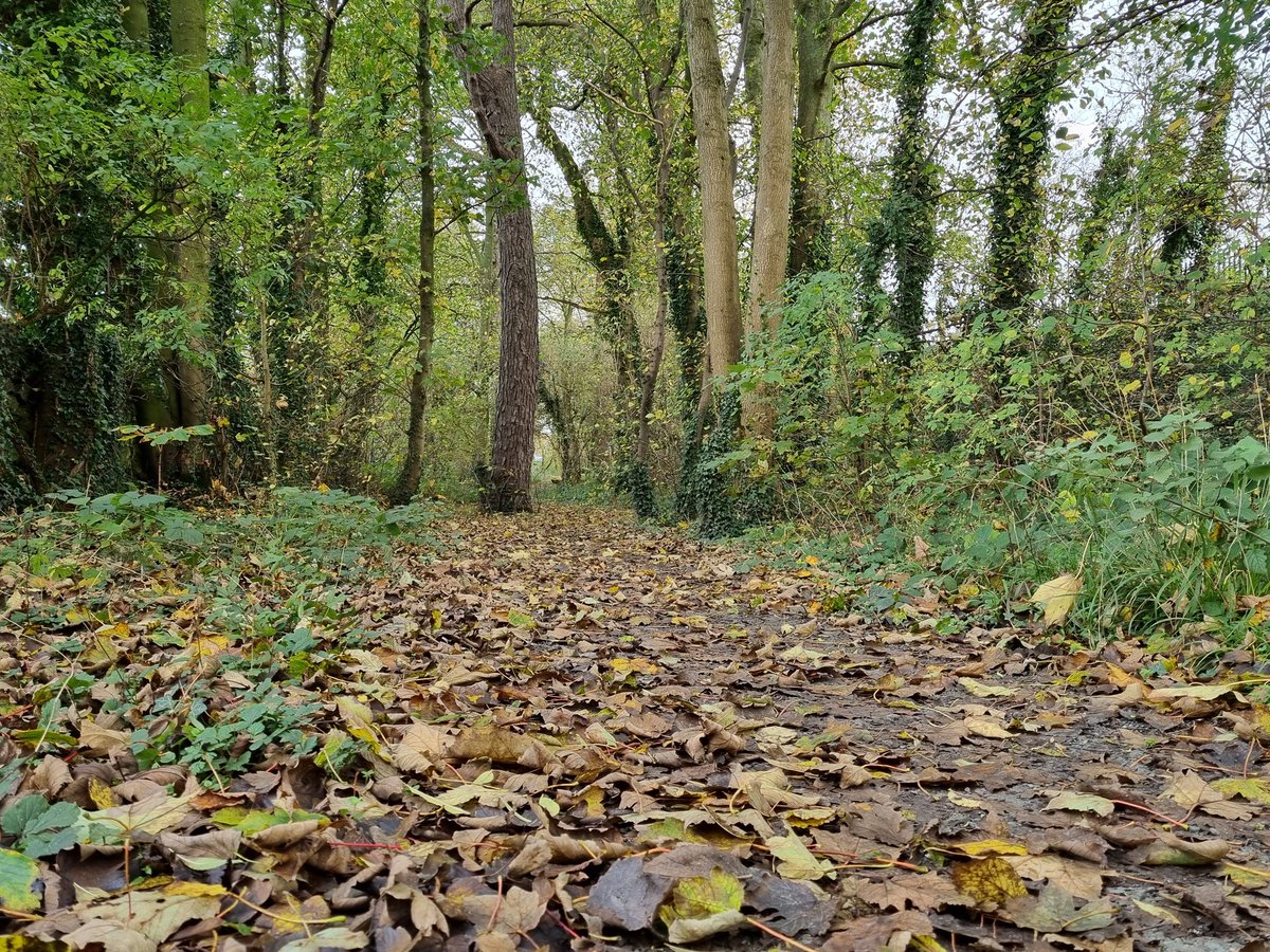 Redbirdcreation's tweet photo. Morning woodland walk at #Hincaster before the rain 🍃 🍂 #woodland #walks #Cumbria #trees #photography #nature https://t.co/P8Ww7NmgaP