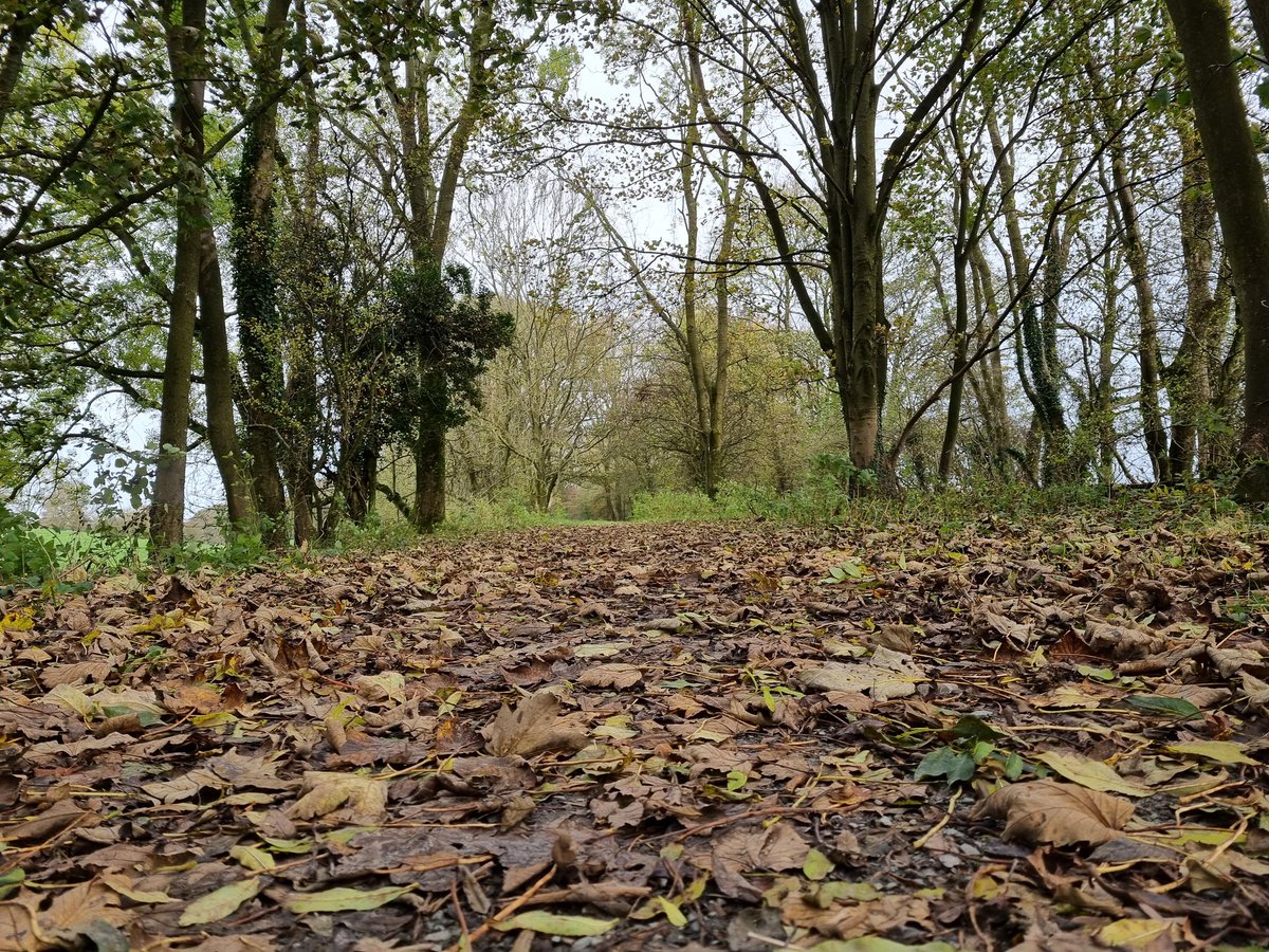Redbirdcreation's tweet photo. Morning woodland walk at #Hincaster before the rain 🍃 🍂 #woodland #walks #Cumbria #trees #photography #nature https://t.co/P8Ww7NmgaP