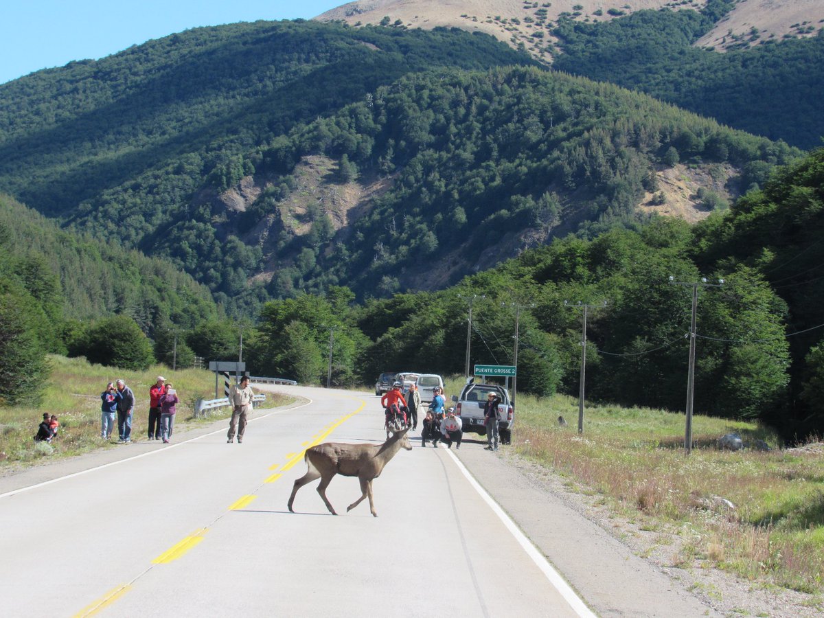 Recordamos que #ParqueNacionalCerroCastillo sigue 🚫cerrado🚫 por condiciones climáticas ❄️⛄️ Su apertura de temporada será informada con anticipación para que programes tu ida y puedas disfrutar de este maravilloso lugar 🌳🦌🏔️