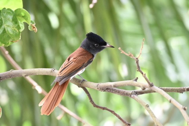 clarence_hoe's tweet photo. Manage to do some birding in Singapore! And caught some great sightings… Taiga bird catcher, Amur paradise flycatcher, Eastern Crowned warbler and Ashy Tailorbird!
#birdphotography #birdwatching #NaturePhotography #birds #birding https://t.co/GWcEsckmTO