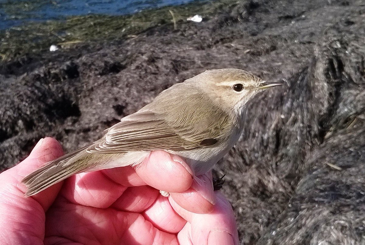 LittleseaObs's tweet photo. @freddyalway 2/2 .... on 25.10.2017 at same location.  It is not possible to get into colour/hue issues from photos so further evidence is needed to identify positively the bird in Fred’s photos. https://t.co/D7Ach1G2ry