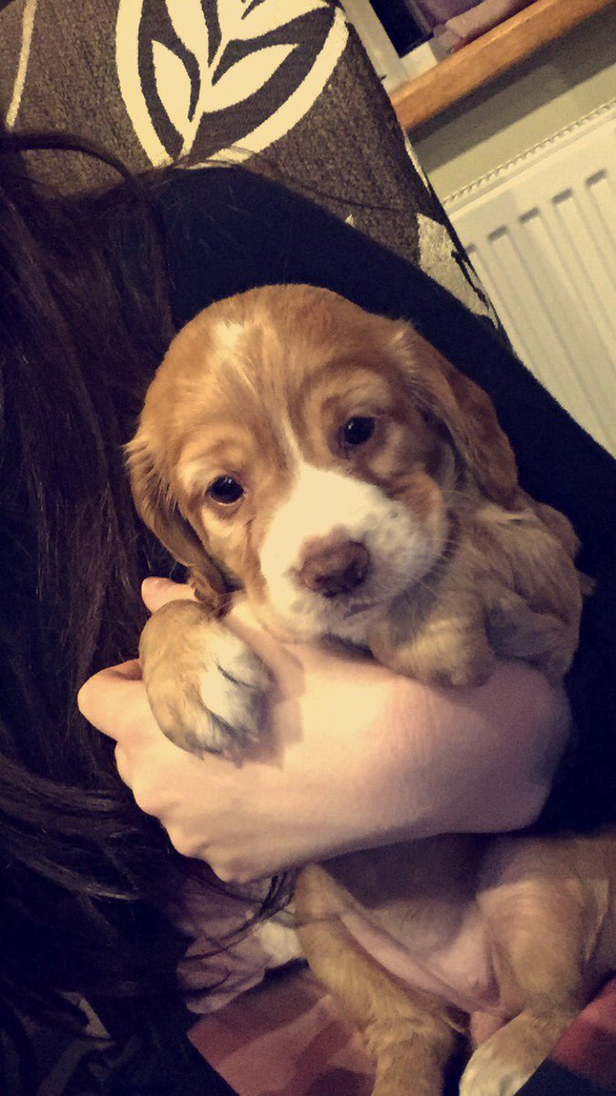 Ben lankester tweet media