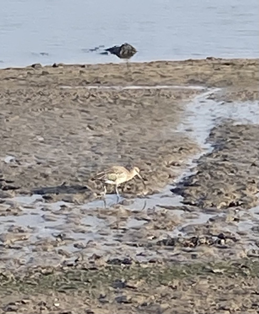 Roaring Meg #makevotesmatter tweet media