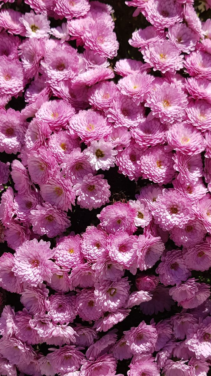 gulcangemec's tweet photo. Kasımpatı🌸🦋
Papatyagillerden Kasımpatı (krizantem) iyi bakıldığında yeşil yaprakların görünmesine engel olacak sayıda çiçek açabilir. Kendini yenileyen kalıcı bir bitkidir. #kasımpatı #krizantem #autumn #chrysanthemum #flowers #art https://t.co/s4e2vuugsP