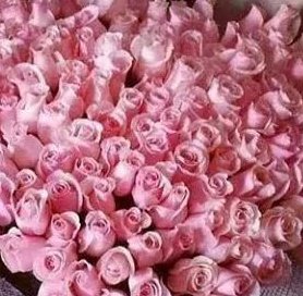 ruben_corella's tweet photo. #pinkpower #pinkday #pinklife #pinkroses #pinkpic #pinktime #rosas #roses #rosa #lavidaenrosa #lavieenrose #pinkphoto #hello #GoodEvening #gorgeous #life https://t.co/E46TYJ8yWA