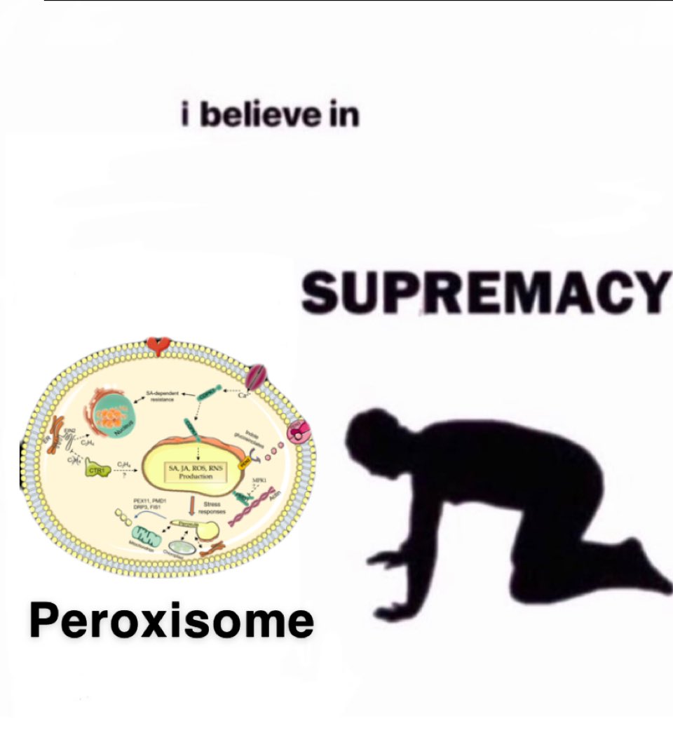 PeroxisomePerry's tweet photo. Did you know that the Peroxisome has its own single lipid bilayer? @HApbio #OrganelleWars #voteperoxisome https://t.co/7Q8hK79gbJ