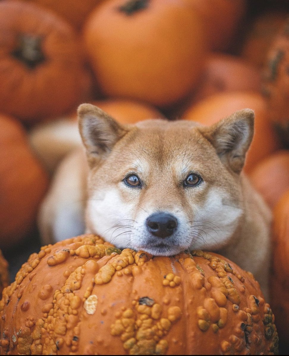 Good morning #Doge Folks ☀️ Have a great day 💛