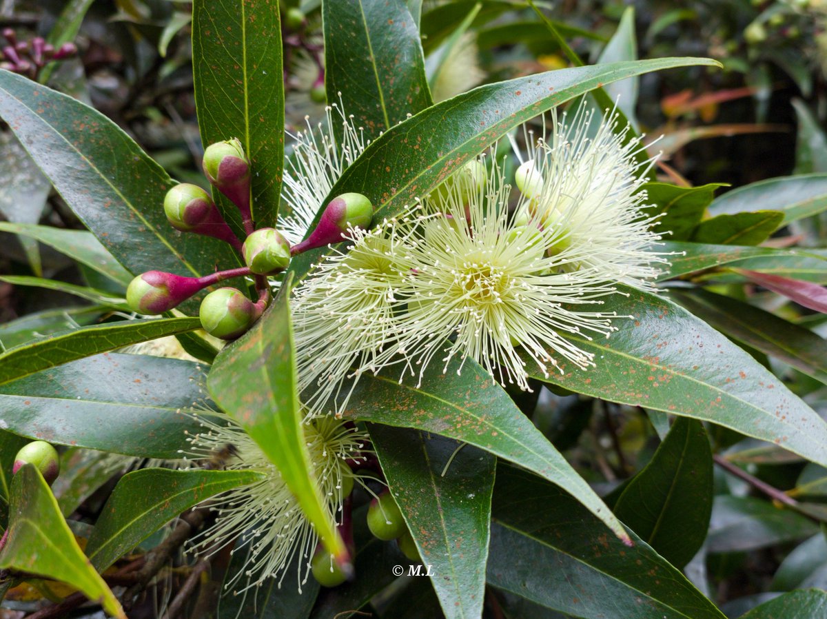 lebretonf22's tweet photo. Les magnifique fleurs de jamrosade 🇷🇪📷
#FLEUR #Flowers #flower #flowerphotography #flowerlover #beautiful #beauty #NaturePhotography #naturelovers #NatureBeauty #naturelover #backtothenature #Photoctober2022 #photography #photo #Photooftheday #PHOTOS #photographer #Reunion https://t.co/L3UhV6ai3w