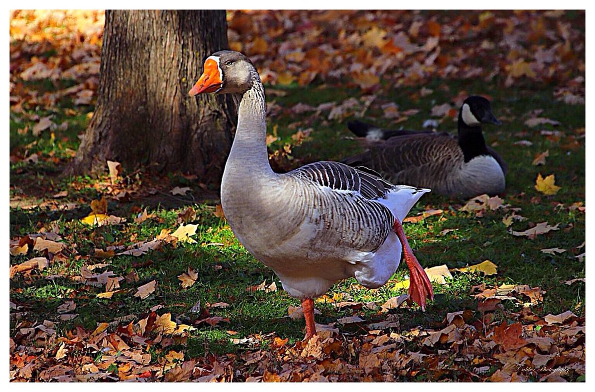 files66's tweet photo. High Steppinโ Goose - An Autumn Favorite #SundayYellow #Geese #Birds #Wildlife #Nature #TwitterNatureCommunity #Autumn #OctoberFlashback #Photography https://t.co/MASoVvweoY